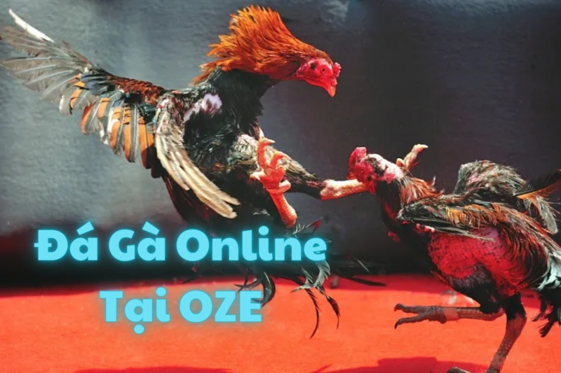 Đá Gà Online tại trang game OZE